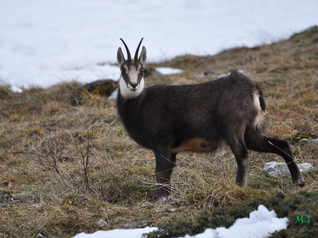 Faune de la Chartreuse !!!