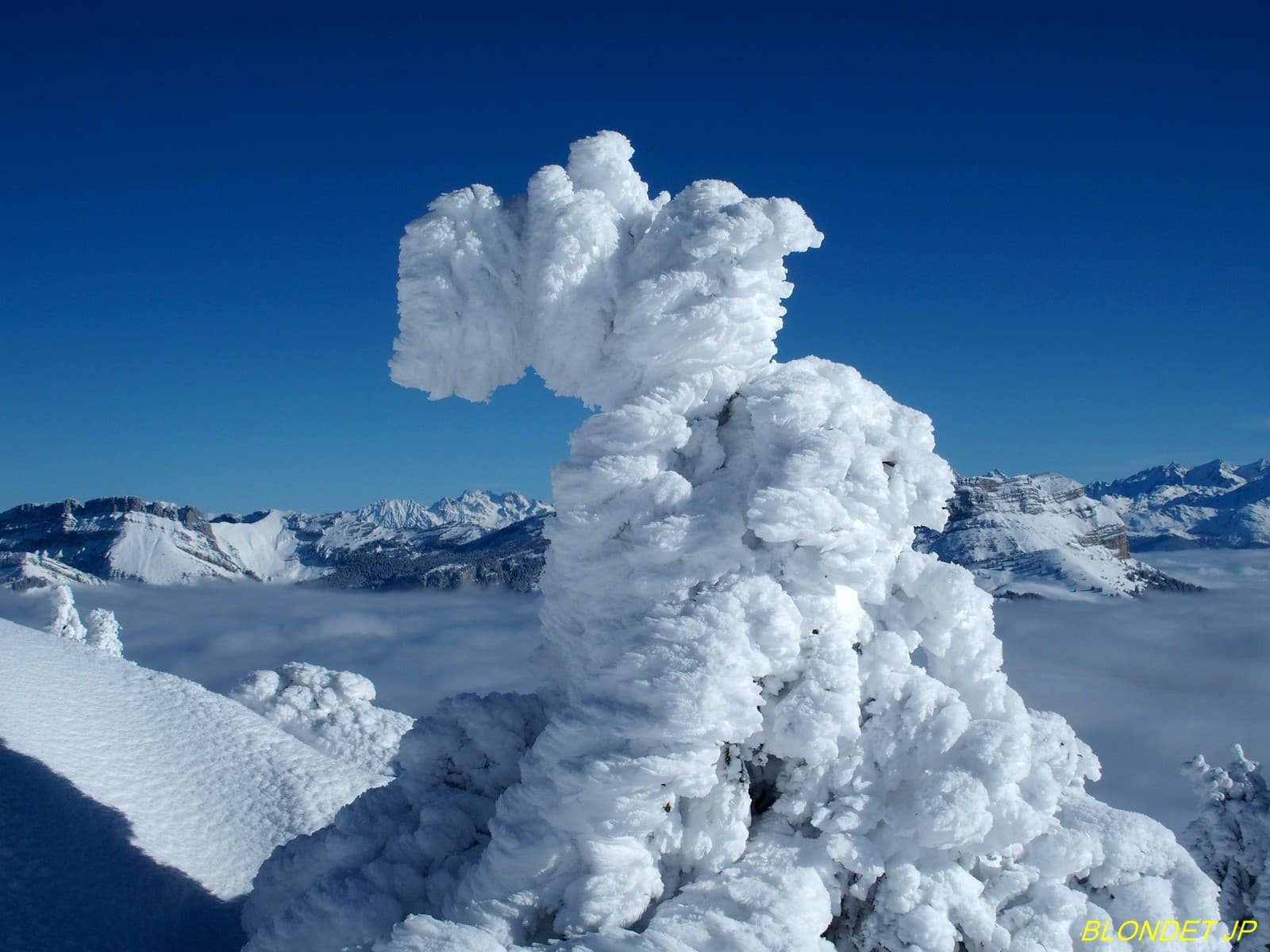 Arbre givré sur les pentes du Charmant Som