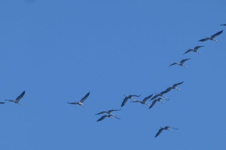 vol de grues vers le nord