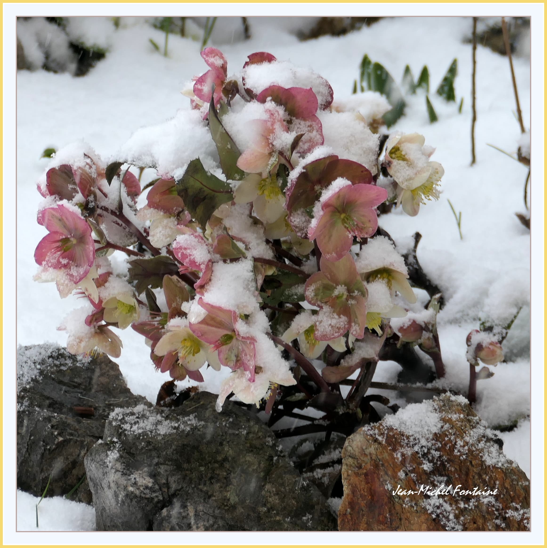 Hellébores sous la neige