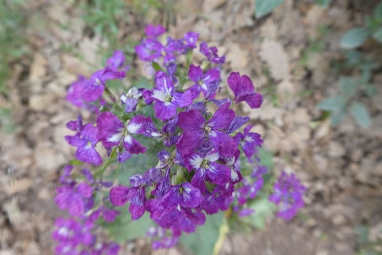 fleurs de monnaie du pape