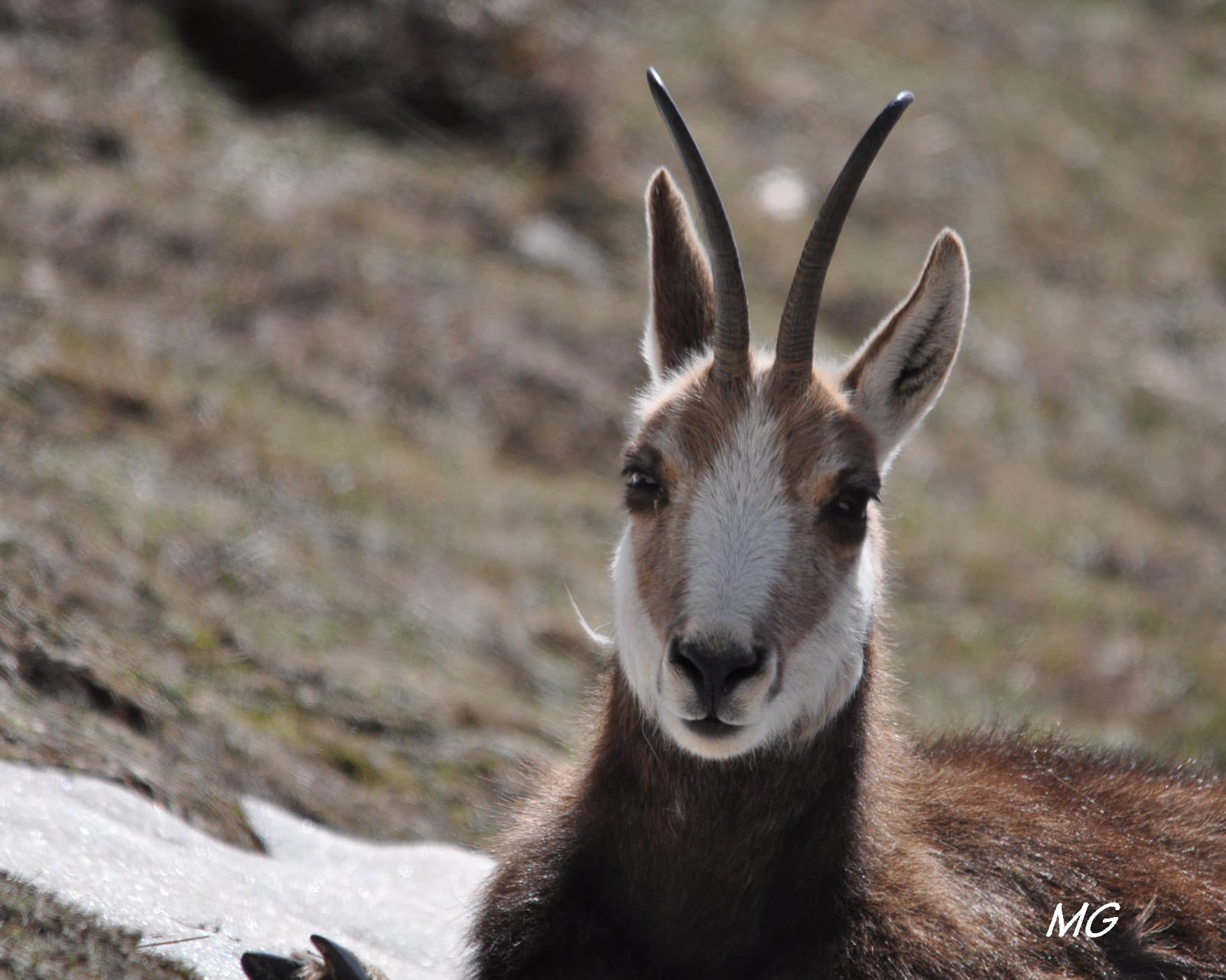 Chamois de Chartreuse !!!