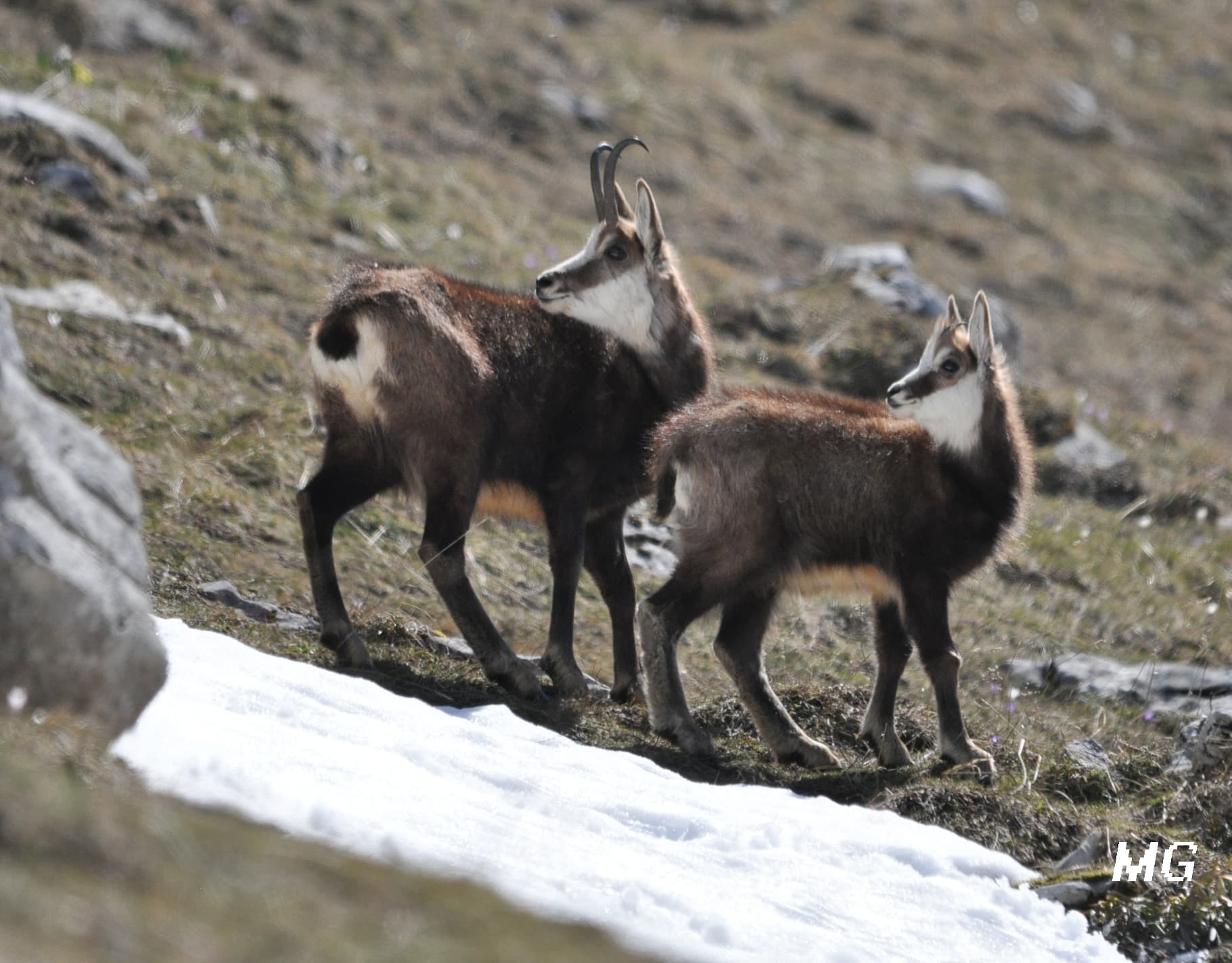 Chamois de Chartreuse !!!