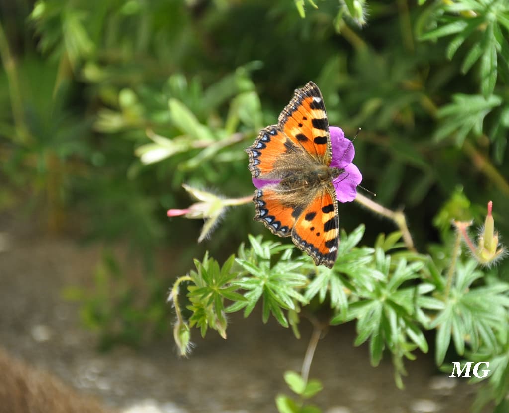 Papillon butineur !!!
