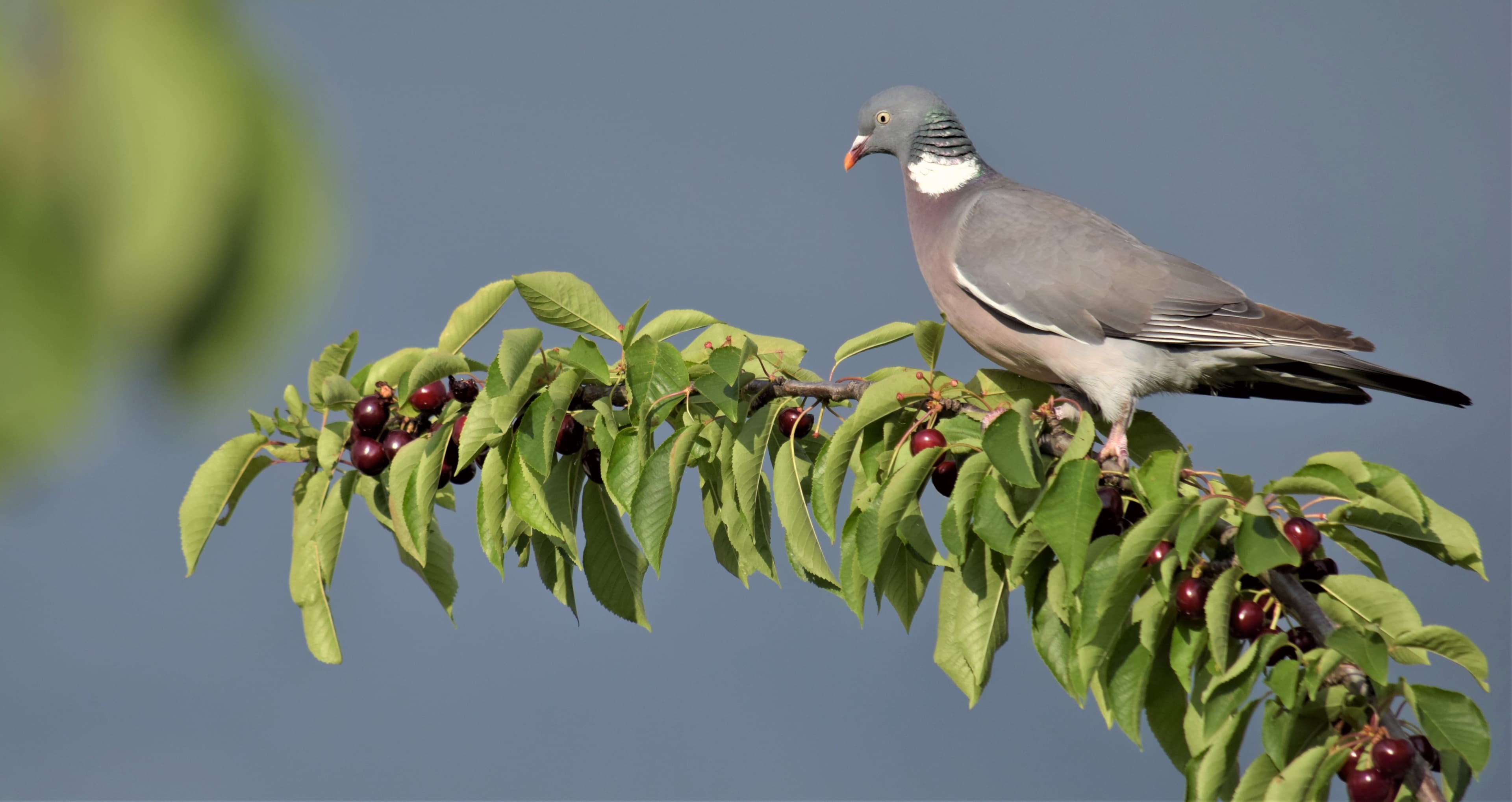 Pigeon ramier à l'heure du choix
