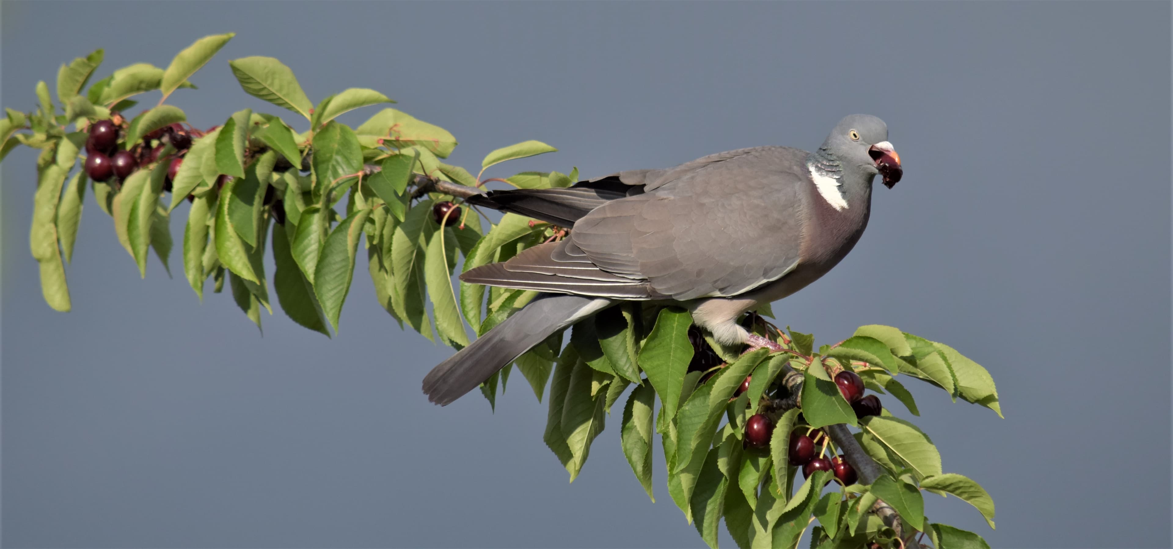 Fin accélére de la saison des cerises (châleur et concurrence déloyale)