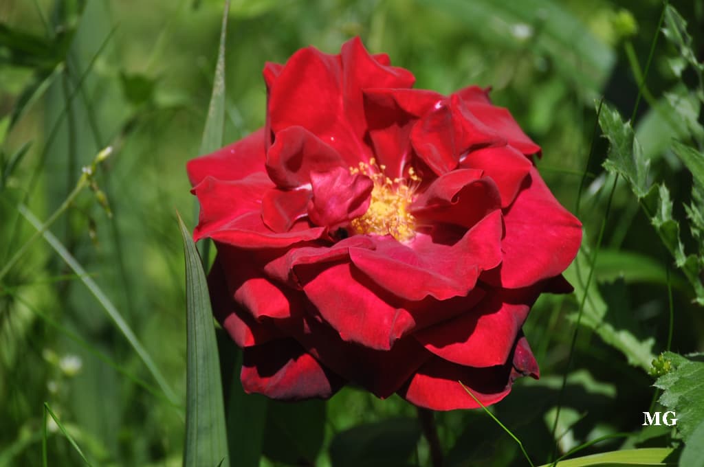 Et mon amie la rose éclose ce matin ... disait le poète !!!