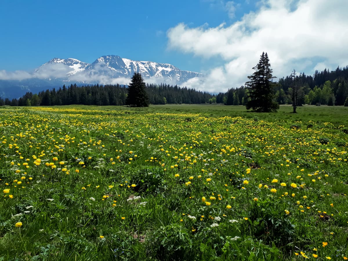 Tapis de fleurs à l'Arselle