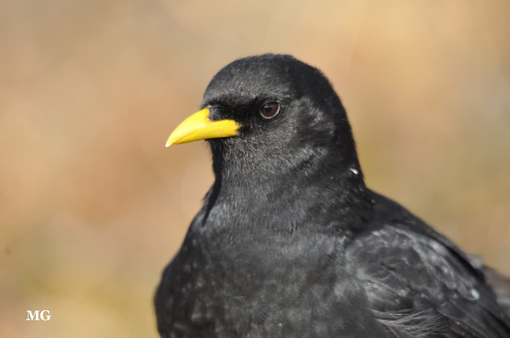 Le choucas oiseau emblématique de nos massifs !!!