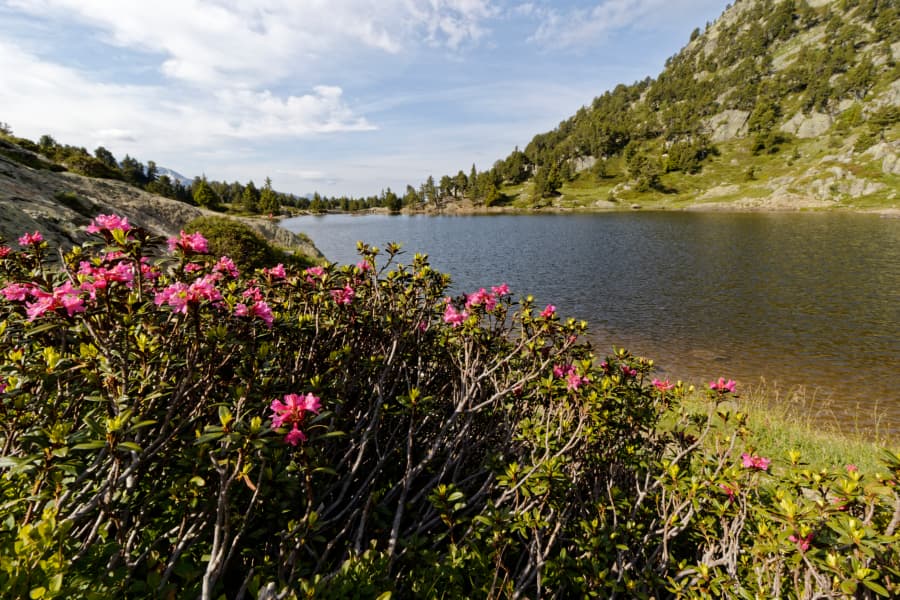 Rhododendrons au Lac Achard