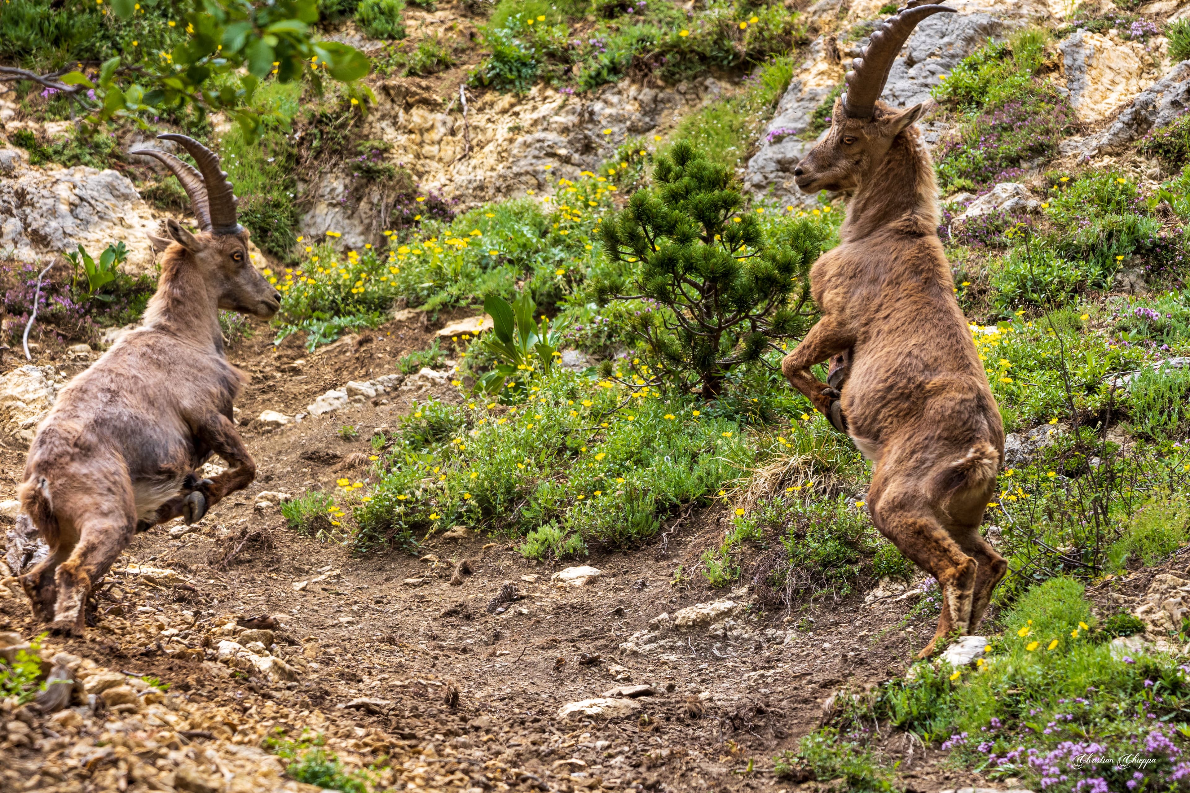 Combat de bouquetins dans le Vercors