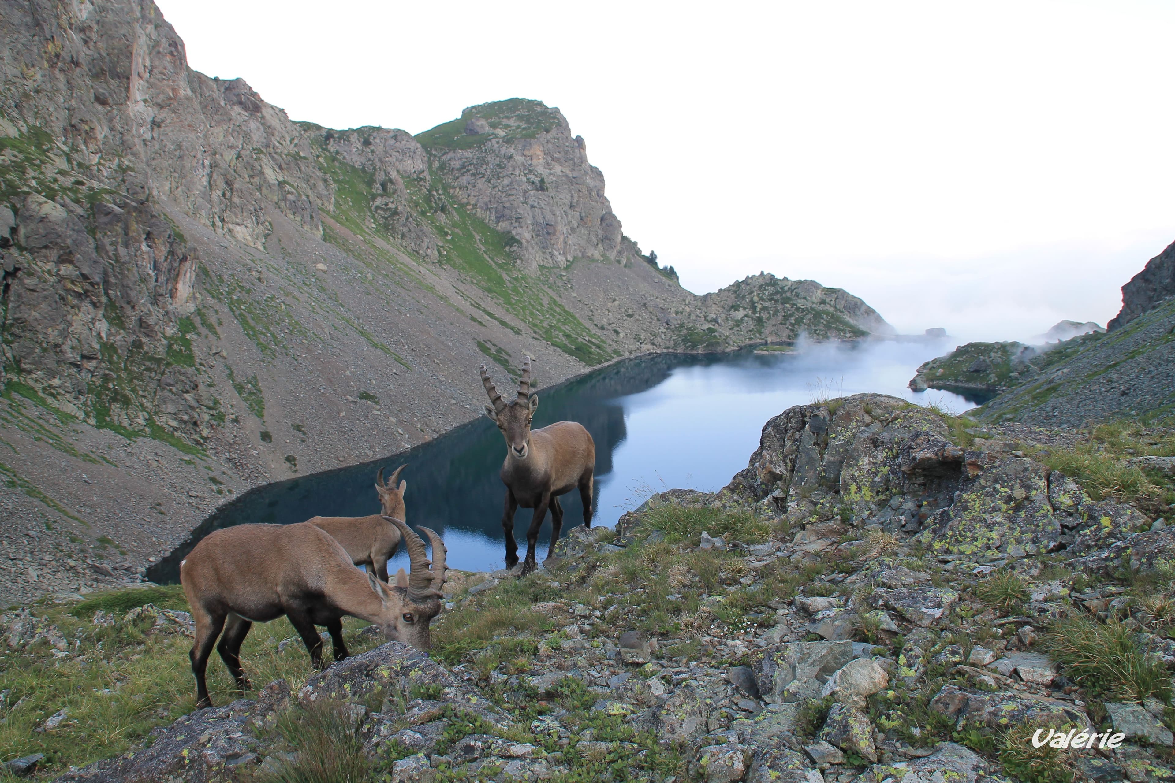 Bouquetins au Lac du Crozet