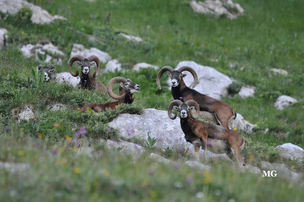 Faune du massif de la Chartreuse !!!