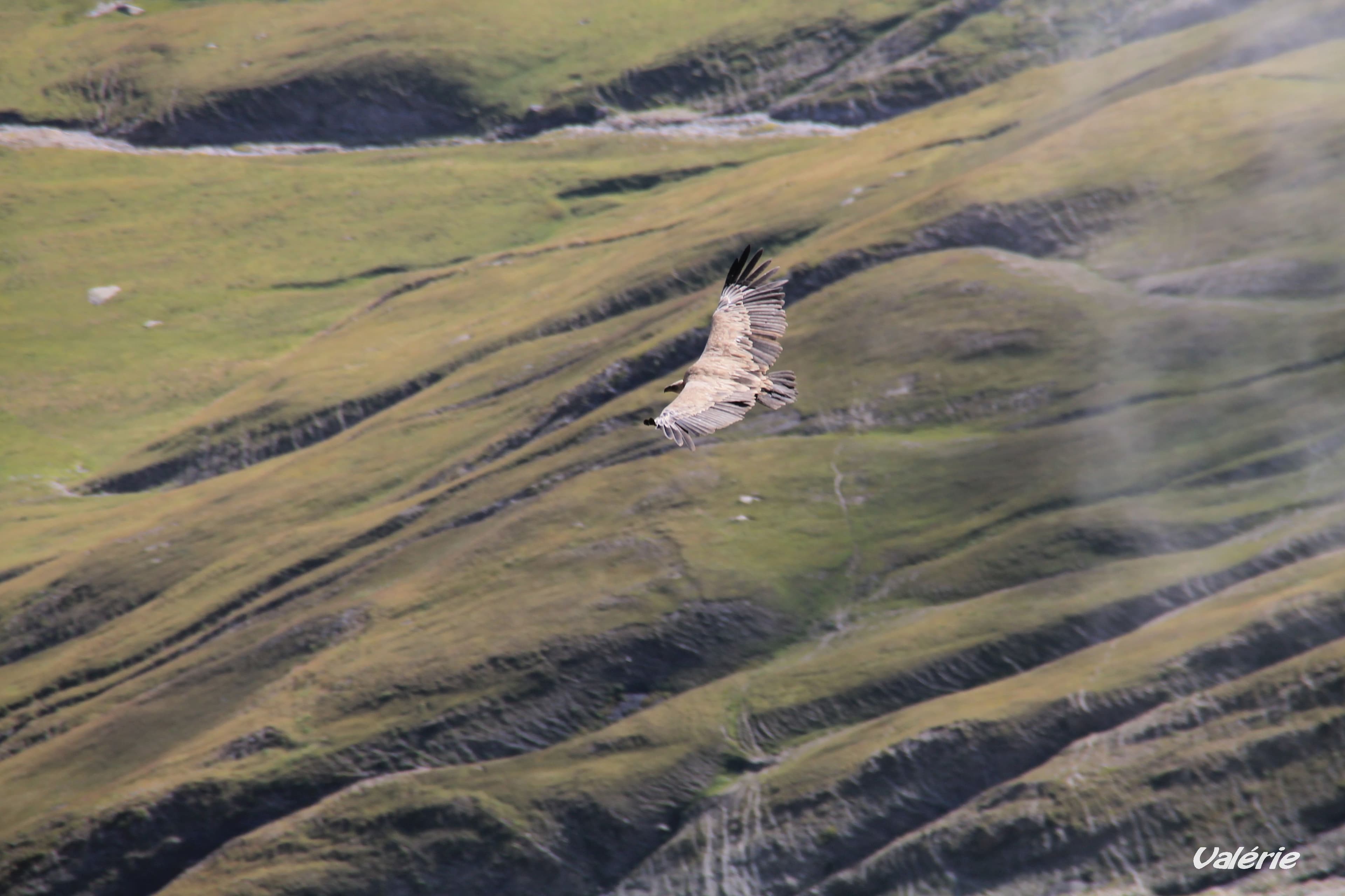 Vautour Fauve