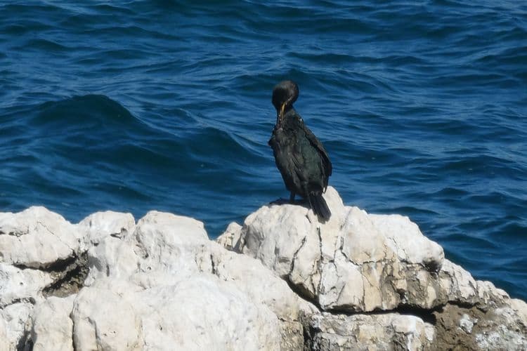 cormoran sur un rocher de la corniche