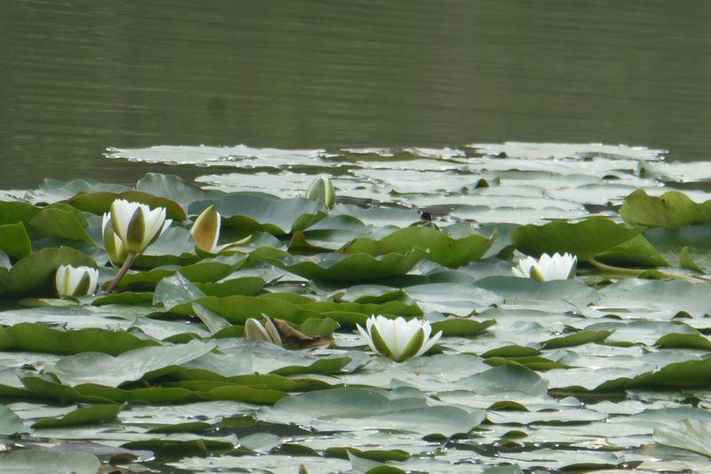 nénuphars étang du parc 22° centenaire