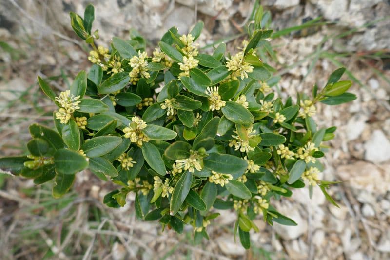 buis fleuris