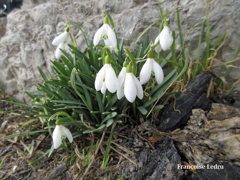 Perce-neige