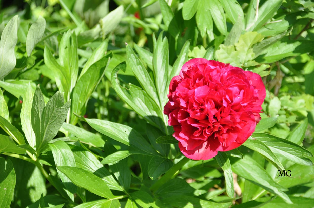 Fleur des jardins (pivoine pourpre)