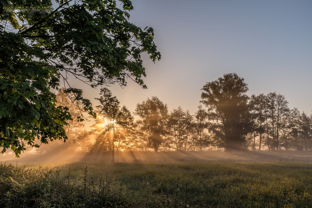 Les rayons dans la brume
