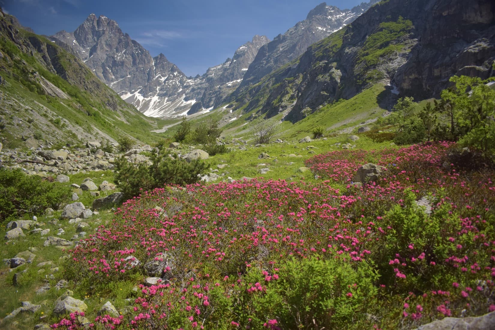 Premiers rhododendrons en fleurs -Vallon de la Bonne_ Valjouffrey