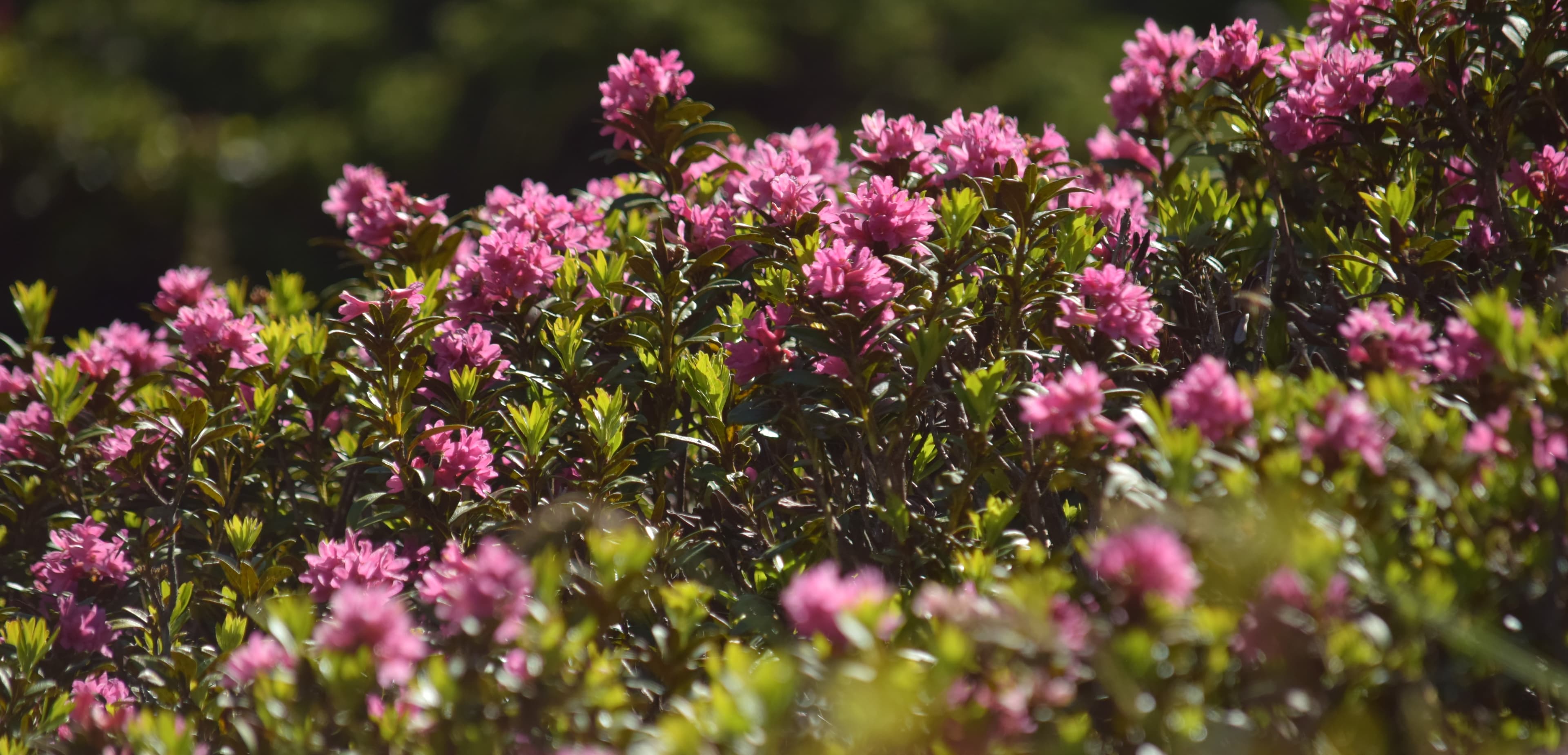 Rhododendrons