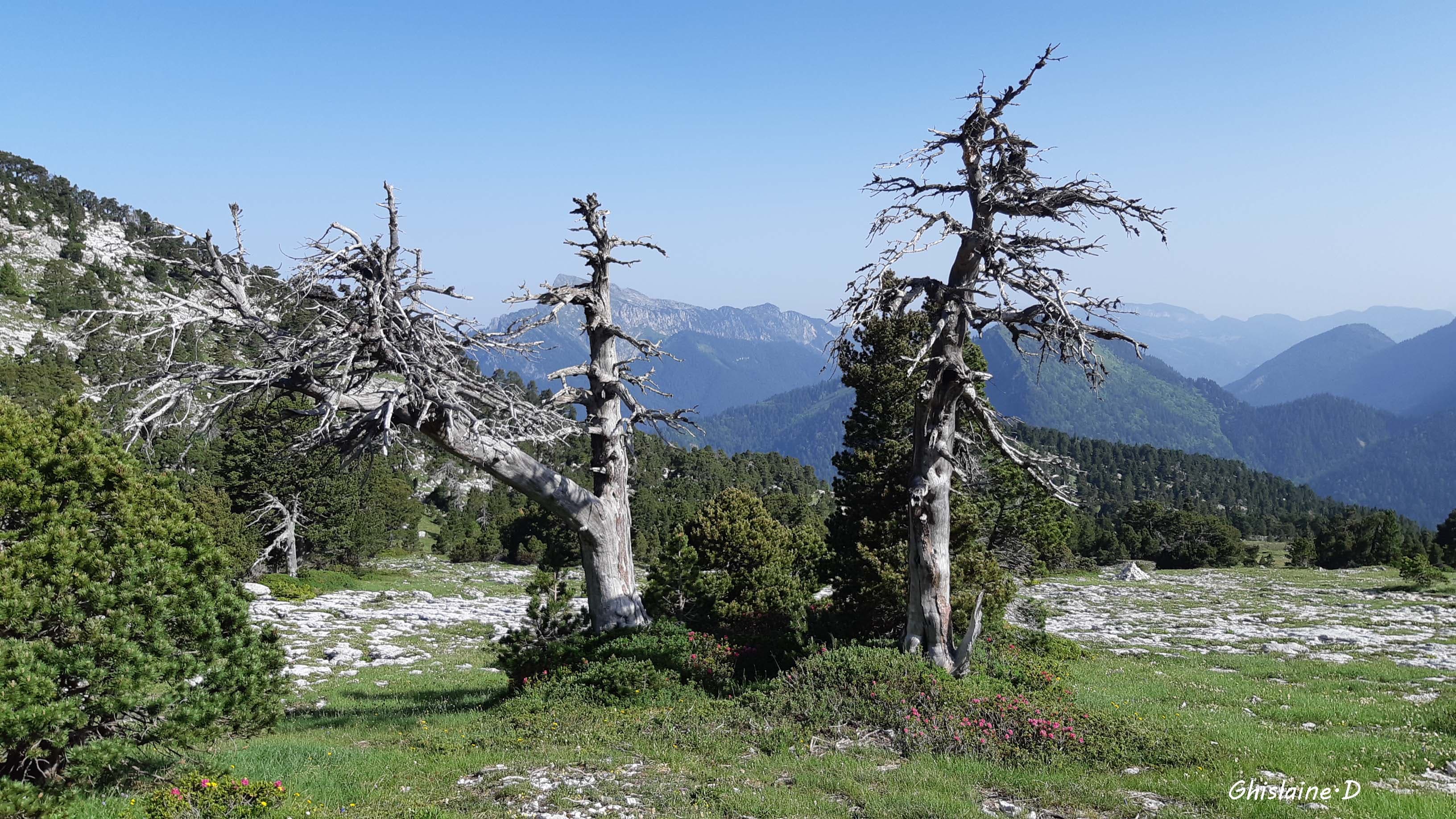 arbre mort..et rhododendrons