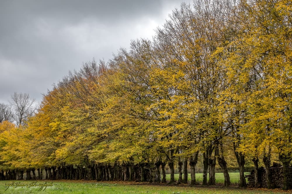 Canoniques couleurs d'automne et grisaille de novembre