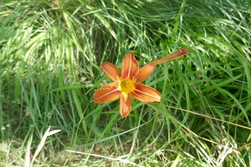 lys orangé