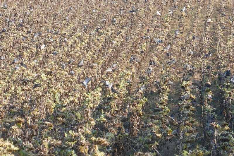 pigeons faisant bombance dans les tournesols