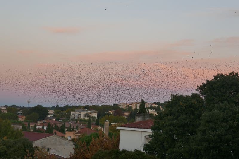 masse d'étourneaux quittant leur dortoir