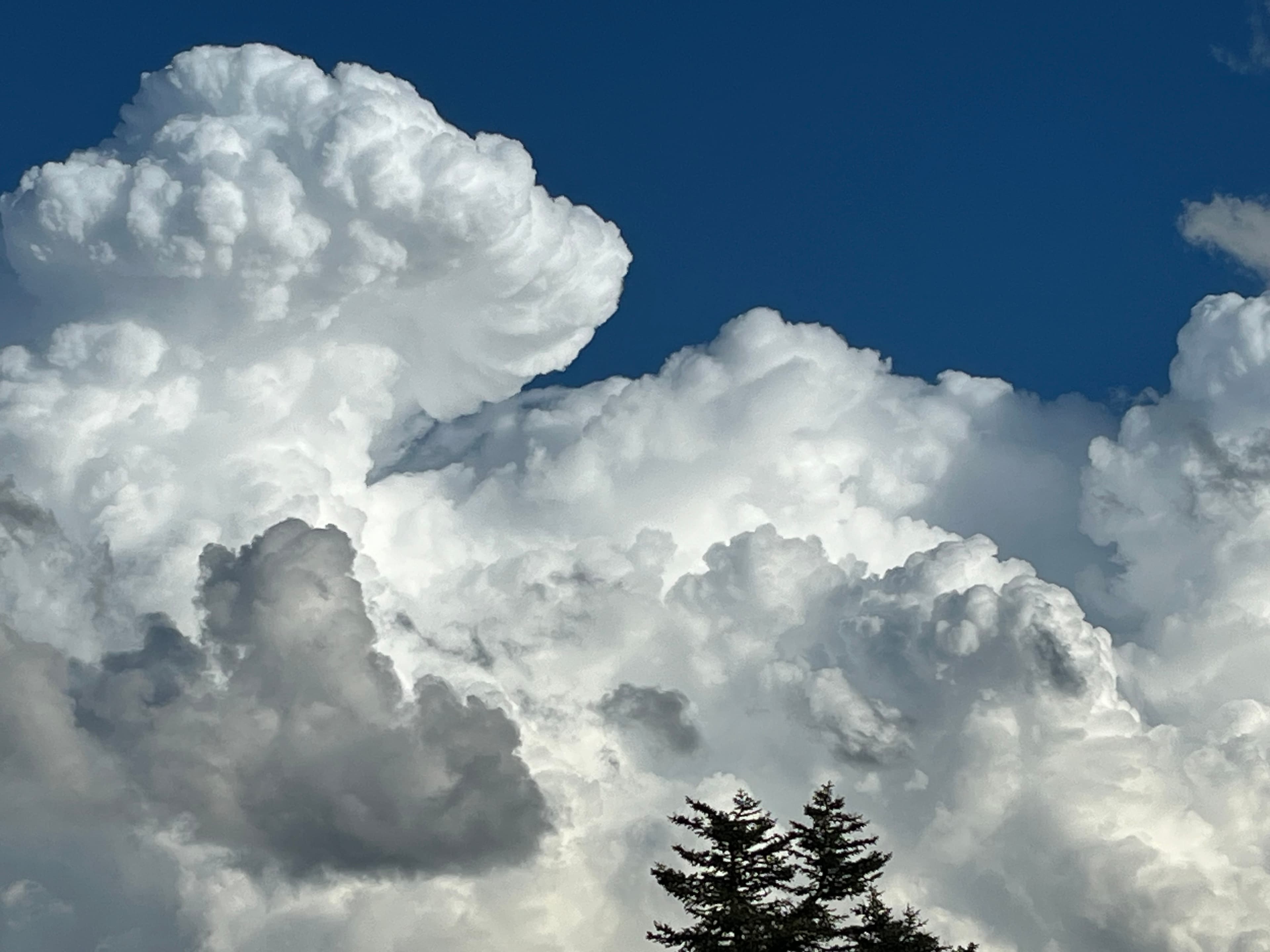 Magnifique nuage en forme de chien