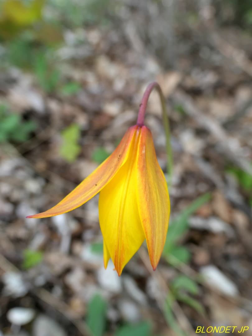 Tulipe des bois