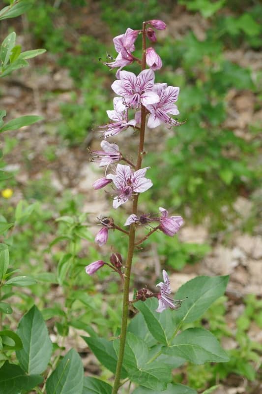 fraxinelles sauvages