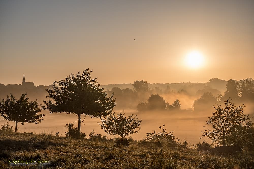 L'or du bocage