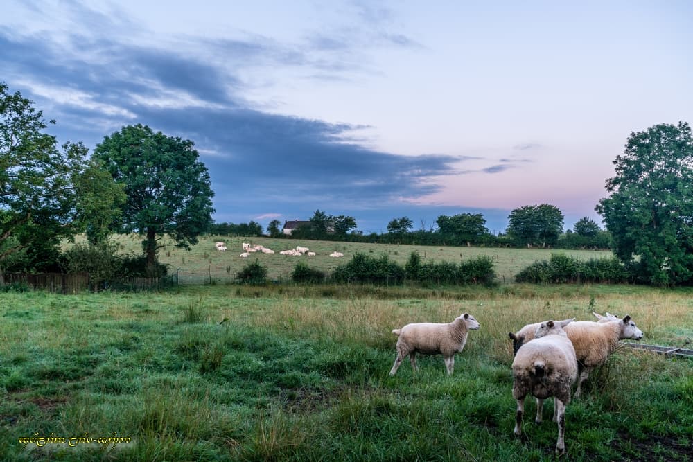 Dans la campagne sereine