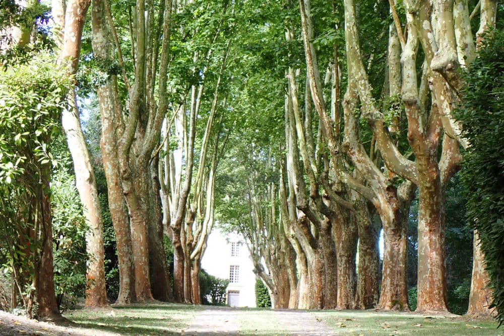 allée majestueuse