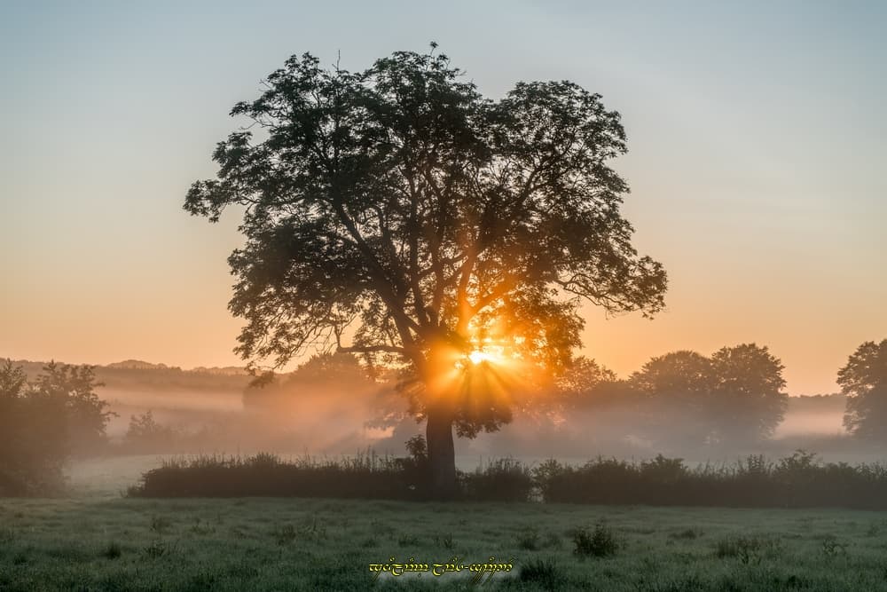 L'arbre et la brume