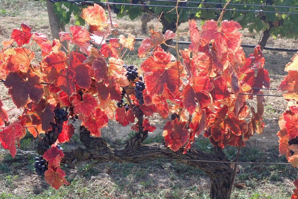 changement de couleurs dans les vignes