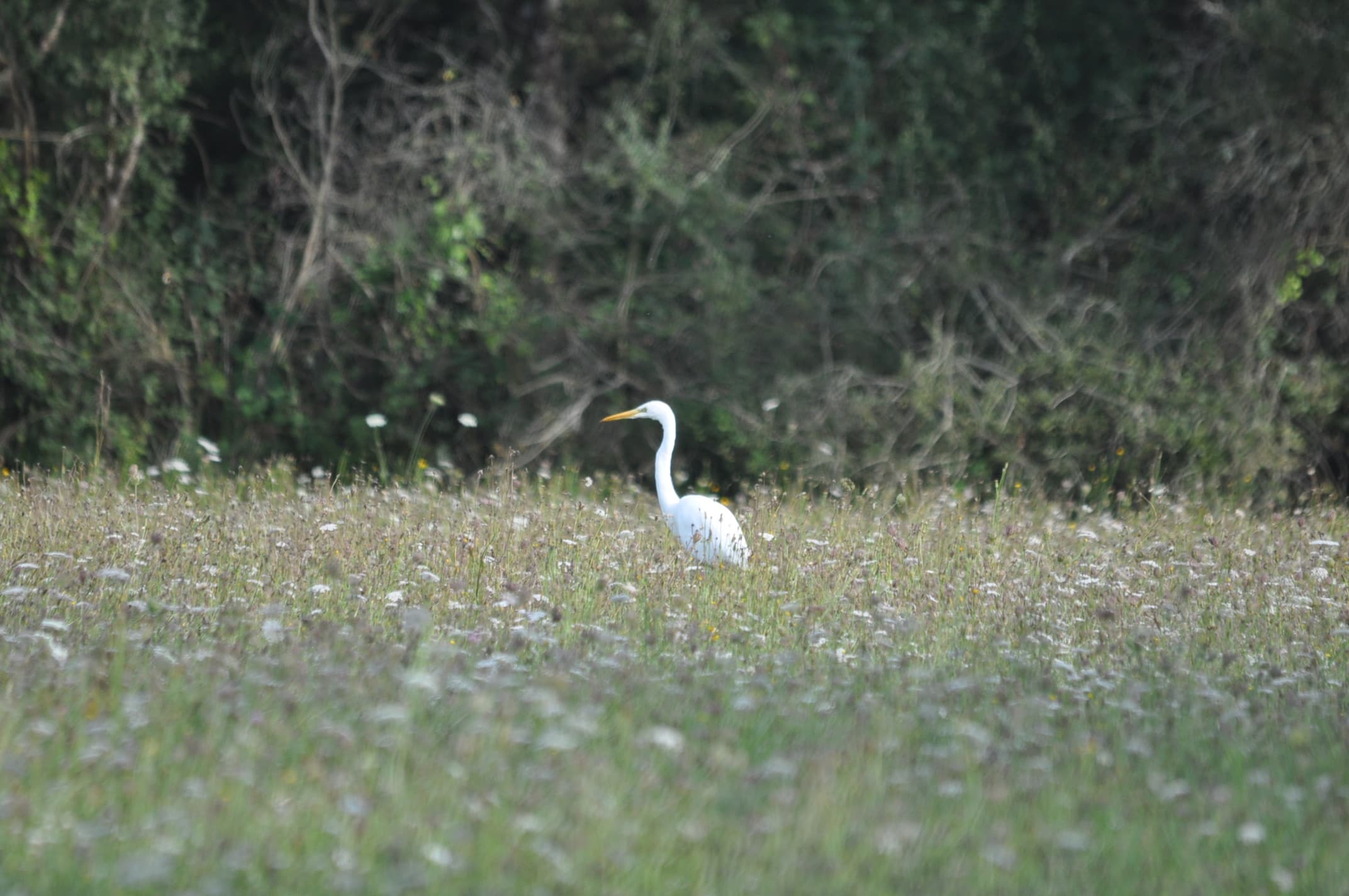 Aigrette en promenade .