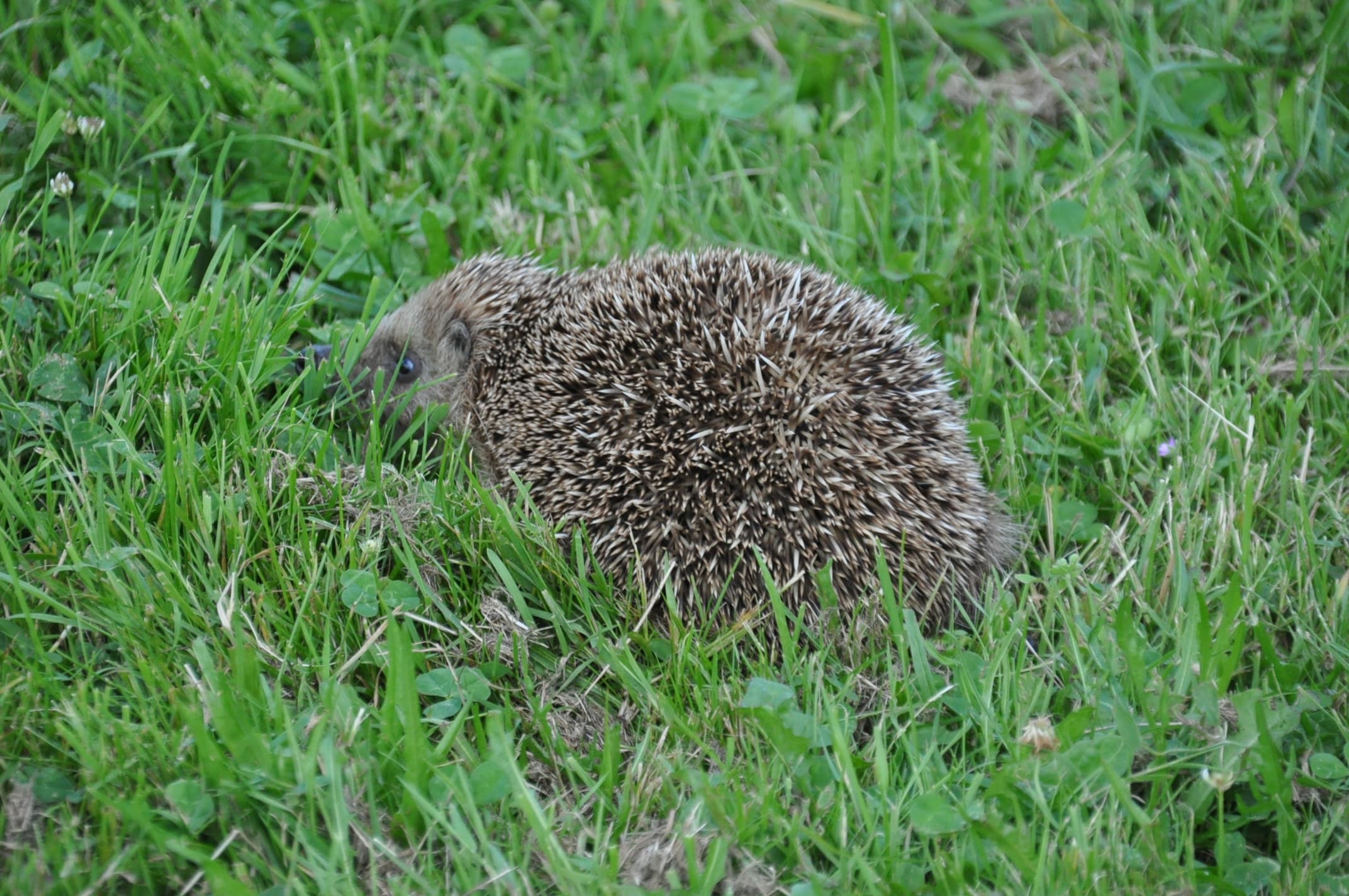 Prenez soin des hérissons préparez leur un abti douillet pour l'hiver !!!