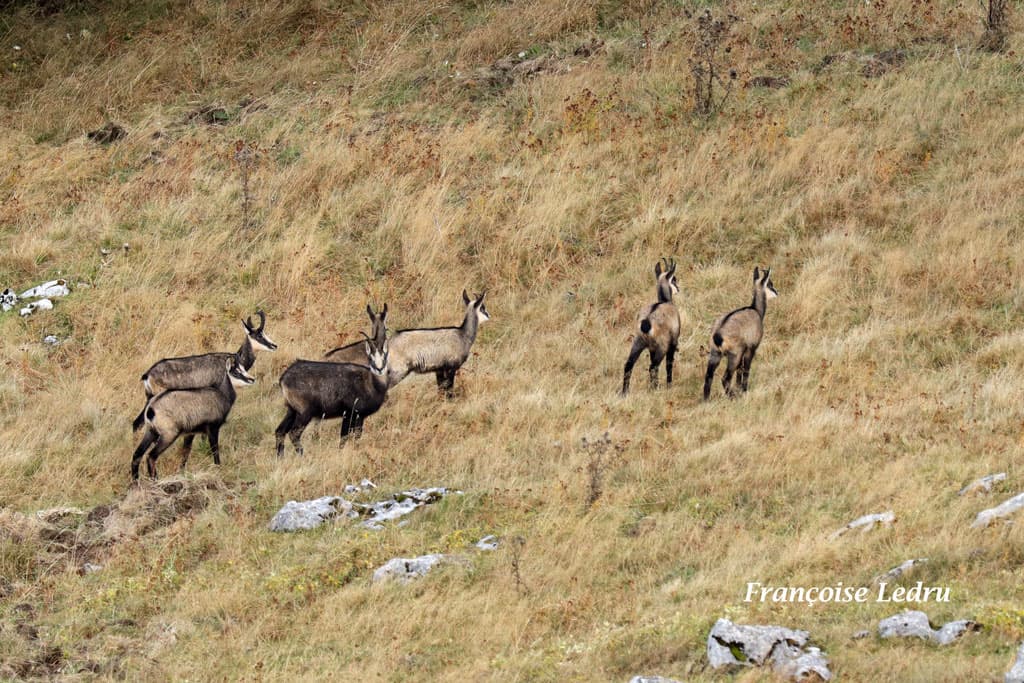 Les chamois prennent leur poils d'hiver