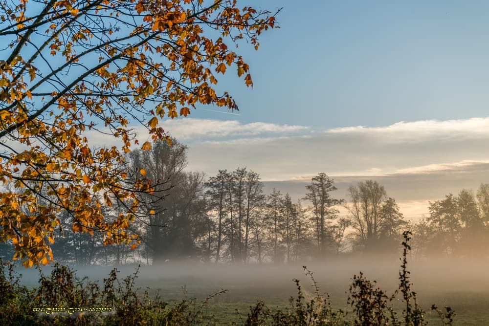 Automne brumeux