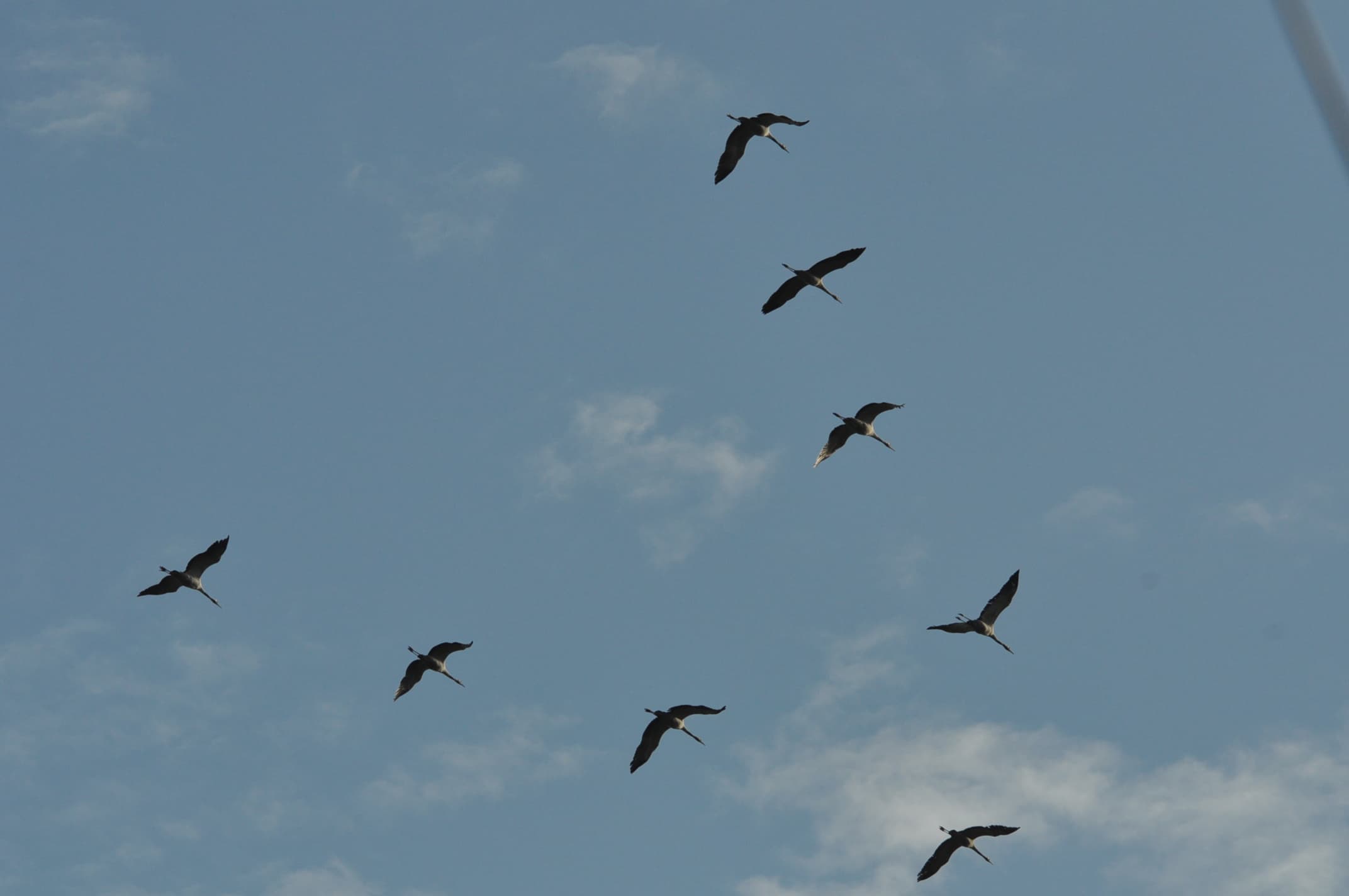 Grues de retour !!!