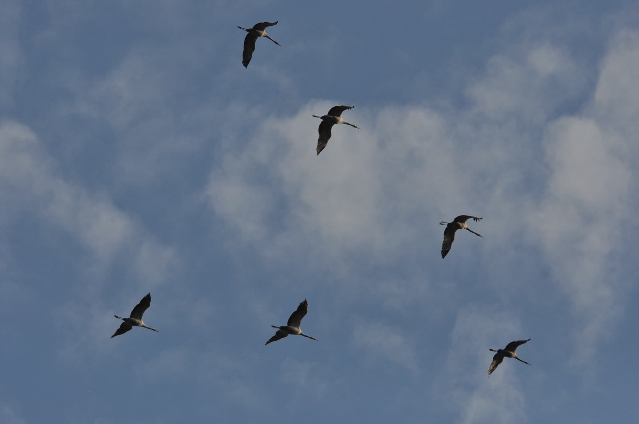 Oiseaux majestueux les grues sont de retour !!!