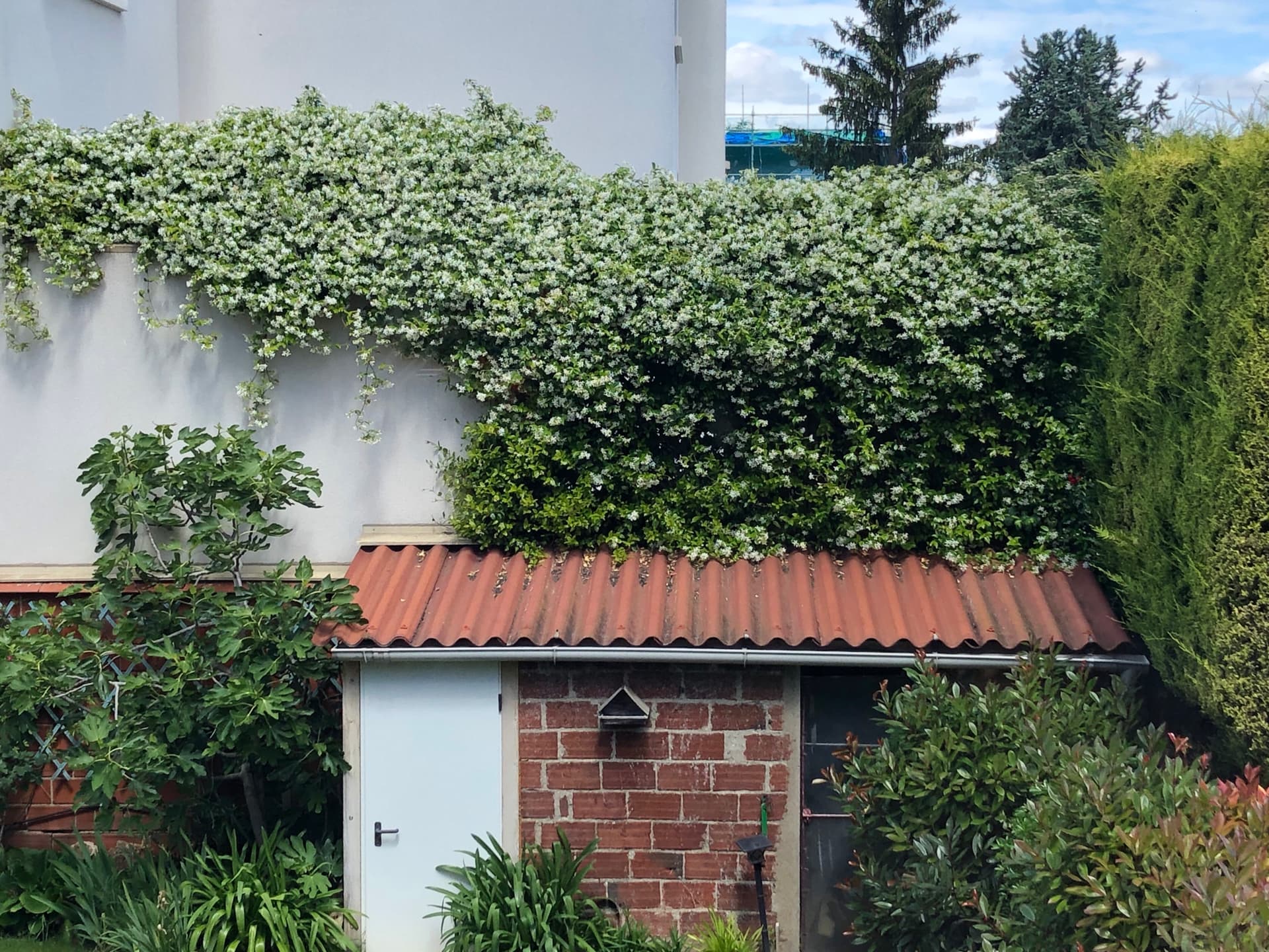 jasmin-en-fleur