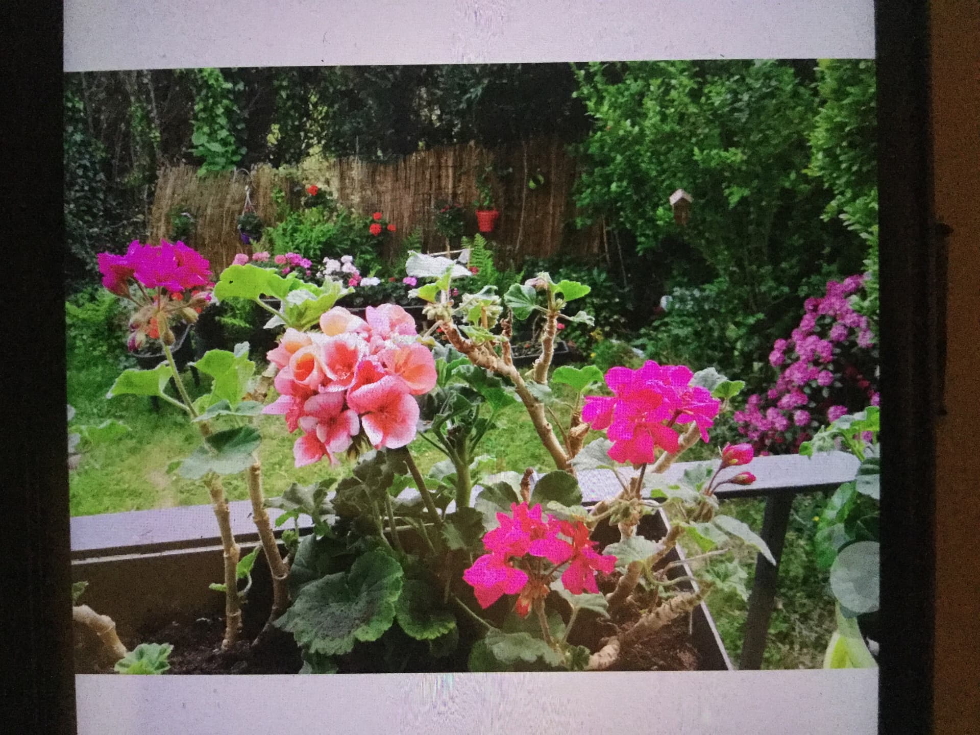 nos-fleurs