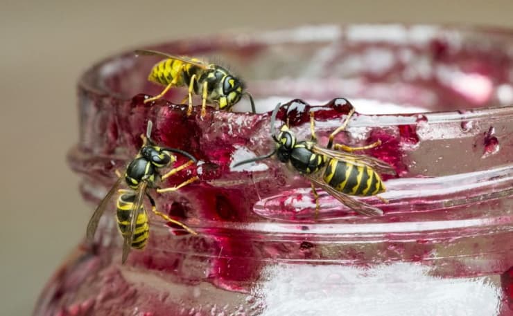 Image d'illustration pour La météo de 2020 responsable de l'invasion de guêpes en France