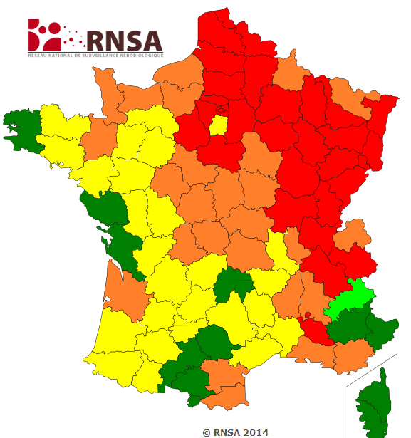 Image d'illustration pour Pollens de bouleau : risque allergique élevé