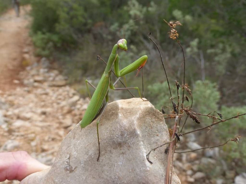 la bête des garrigues!